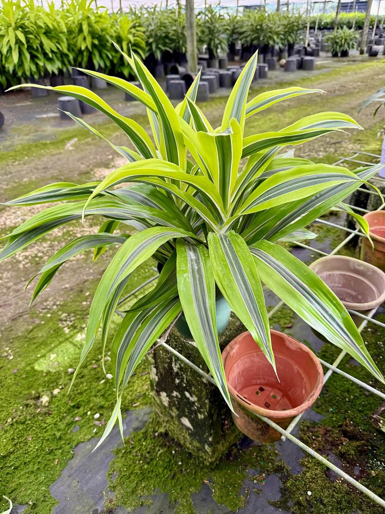 dracaena-fragrans-gold-star-chinese-moneytree-dragon-tree-dracaena-deremensis-warneckii-gold-star