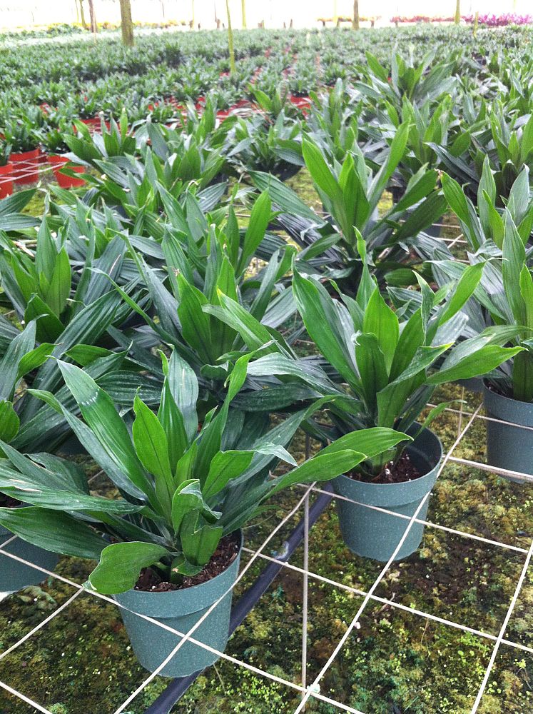 dracaena-fragrans-green-jewel-chinese-money-tree-dragon-tree