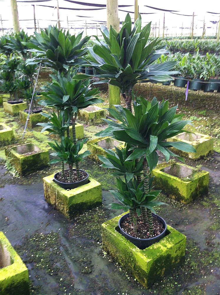 dracaena-fragrans-green-jewel-chinese-money-tree-dragon-tree