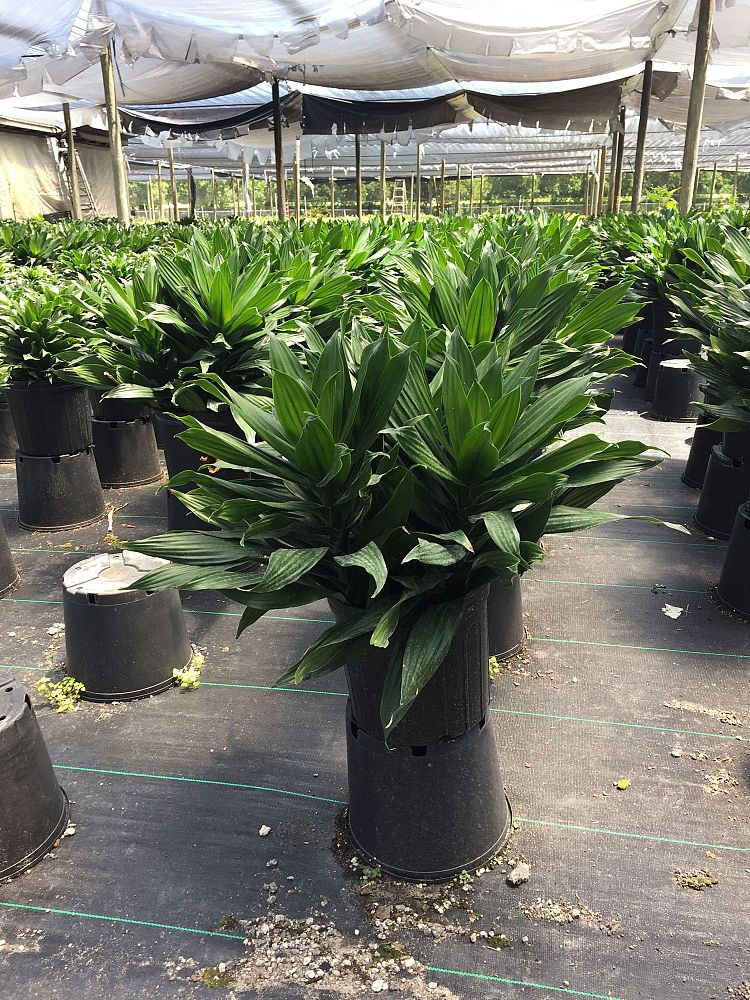 dracaena-fragrans-green-jewel-chinese-money-tree-dragon-tree