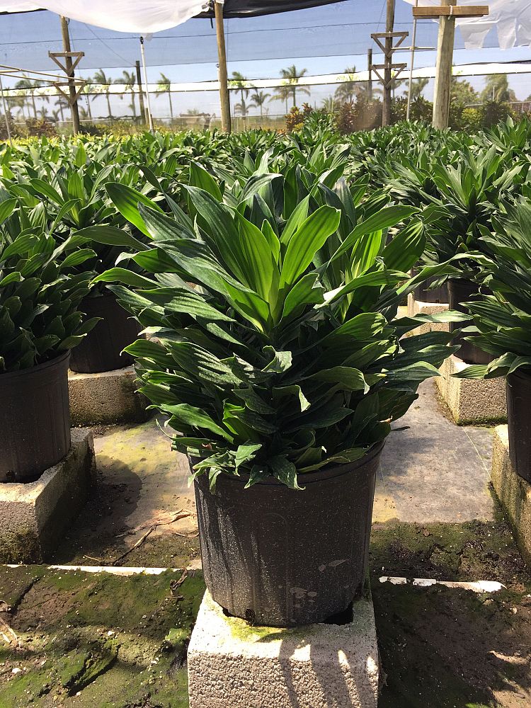 dracaena-fragrans-green-jewel-chinese-money-tree-dragon-tree