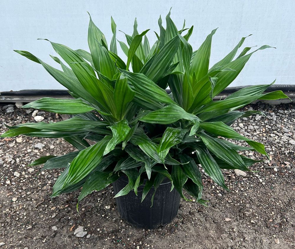dracaena-fragrans-green-jewel-chinese-money-tree-dragon-tree