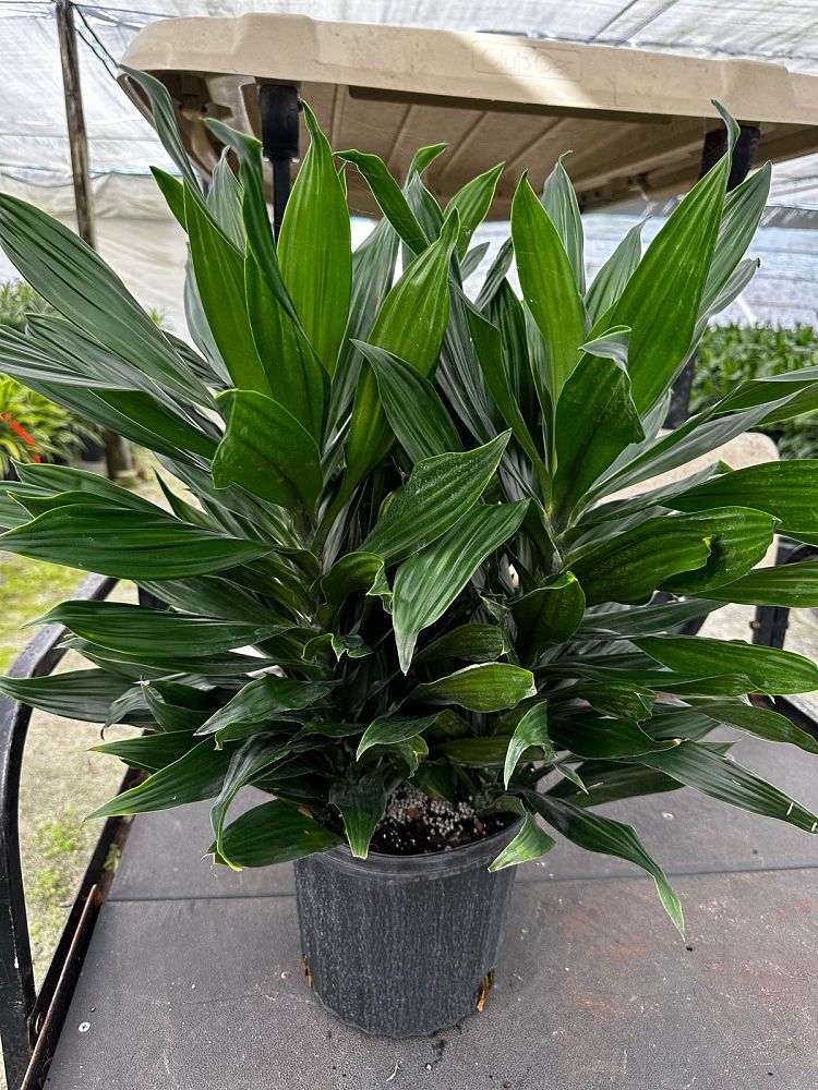 dracaena-fragrans-green-jewel-chinese-money-tree-dragon-tree