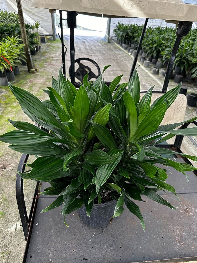 dracaena-fragrans-green-jewel-chinese-money-tree-dragon-tree