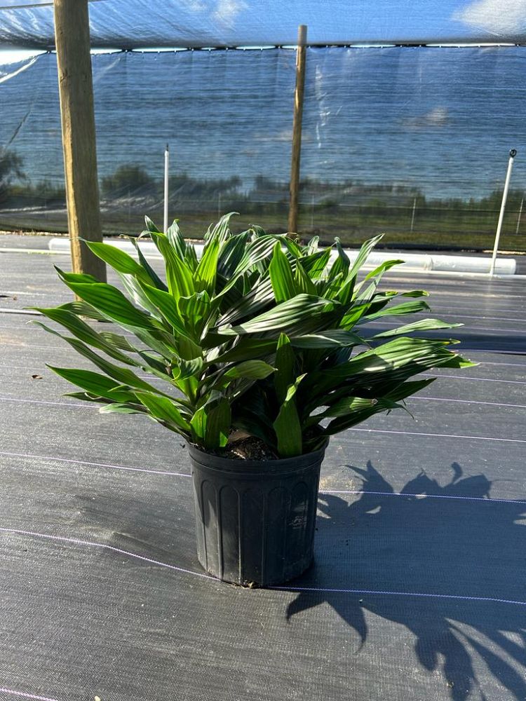 dracaena-fragrans-green-jewel-chinese-money-tree-dragon-tree