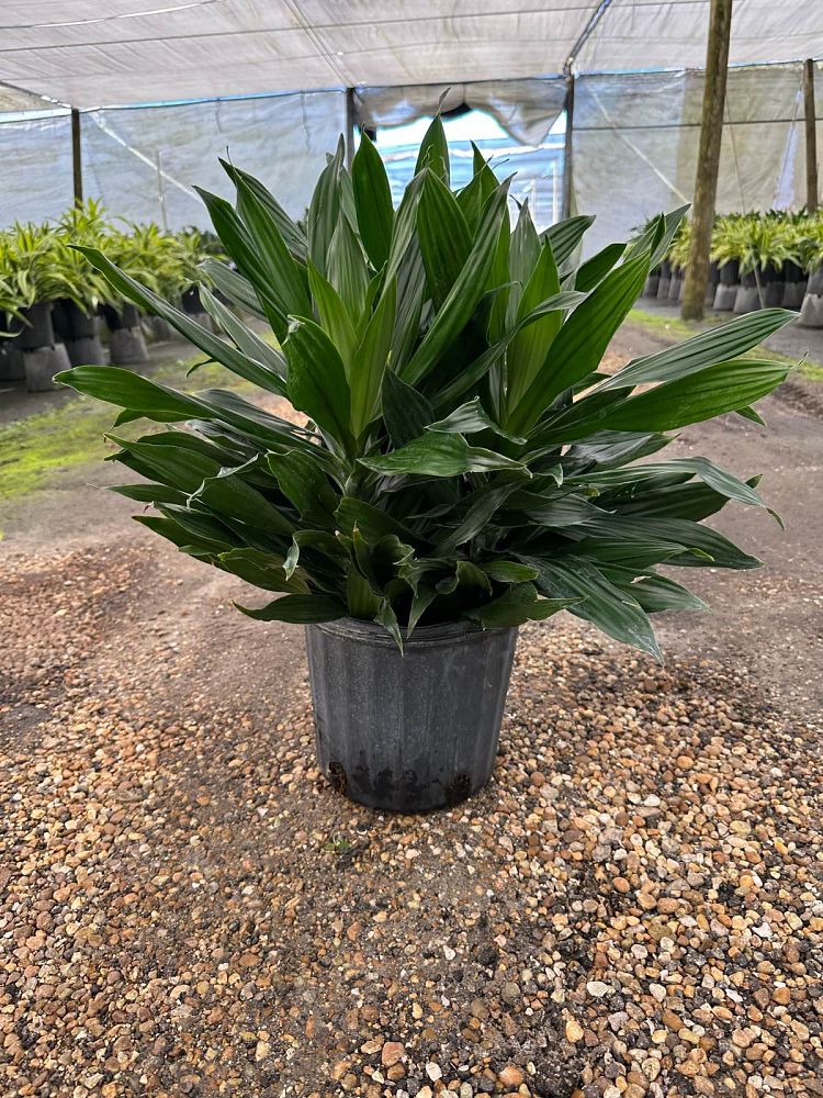 dracaena-fragrans-green-jewel-chinese-money-tree-dragon-tree