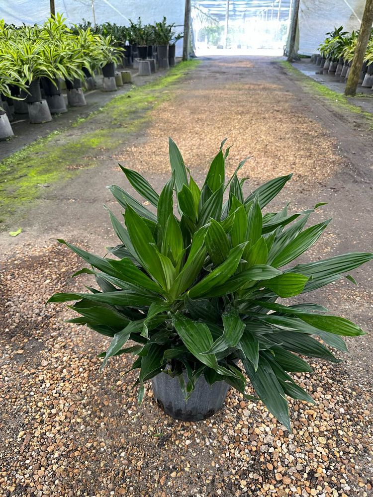dracaena-fragrans-green-jewel-chinese-money-tree-dragon-tree