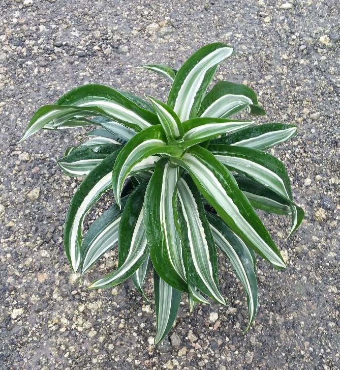 dracaena-fragrans-jade-jewel-chinese-money-tree-dragon-tree