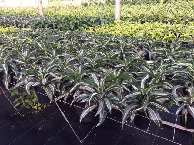 dracaena-fragrans-jade-jewel-chinese-money-tree-dragon-tree