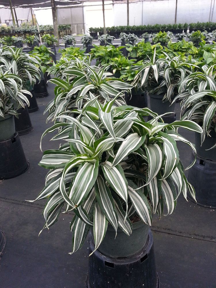 dracaena-fragrans-jade-jewel-chinese-money-tree-dragon-tree