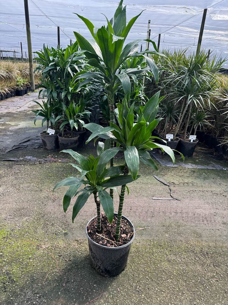 dracaena-fragrans-jade-jewel-chinese-money-tree-dragon-tree