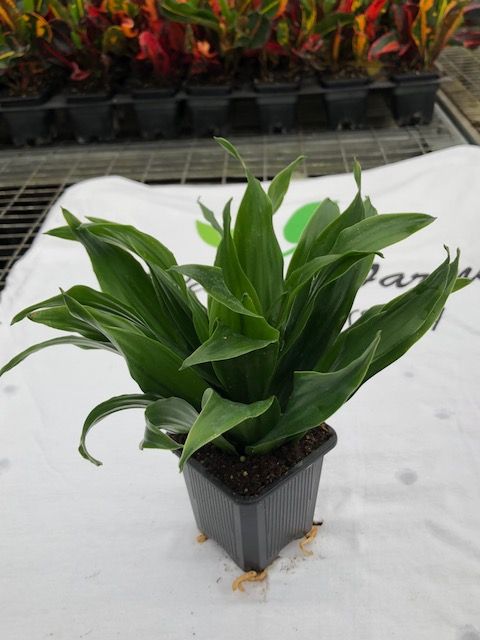dracaena-fragrans-janet-craig-compacta-chinese-money-tree-dragon-tree