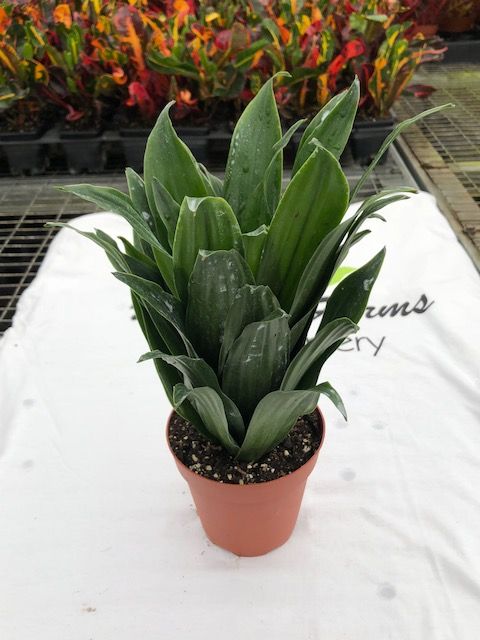 dracaena-fragrans-janet-craig-compacta-chinese-money-tree-dragon-tree