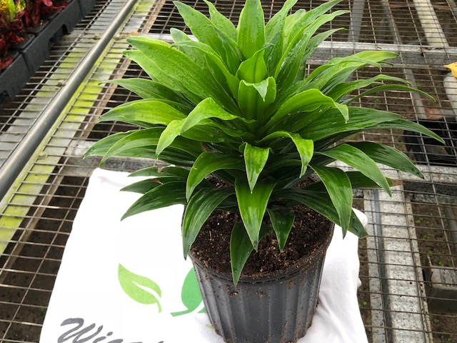 dracaena-fragrans-janet-craig-compacta-chinese-money-tree-dragon-tree