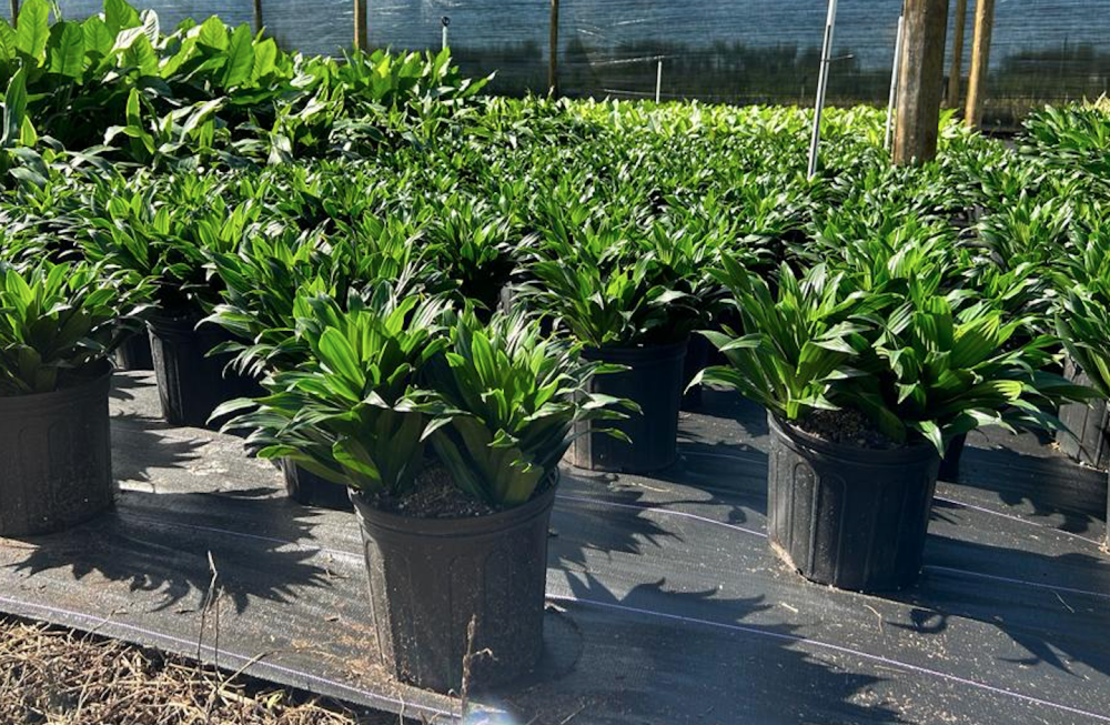dracaena-fragrans-janet-craig-compacta-chinese-money-tree-dragon-tree