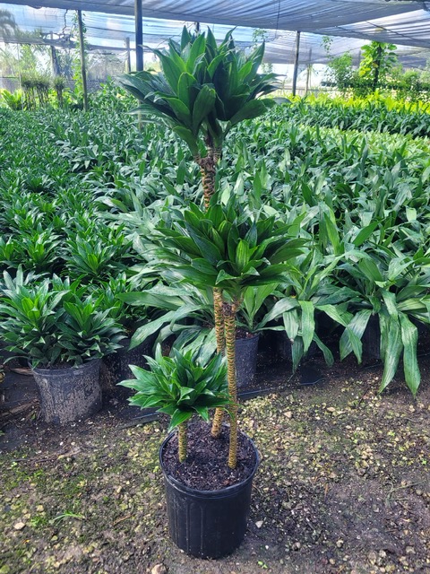 dracaena-fragrans-janet-craig-compacta-chinese-money-tree-dragon-tree