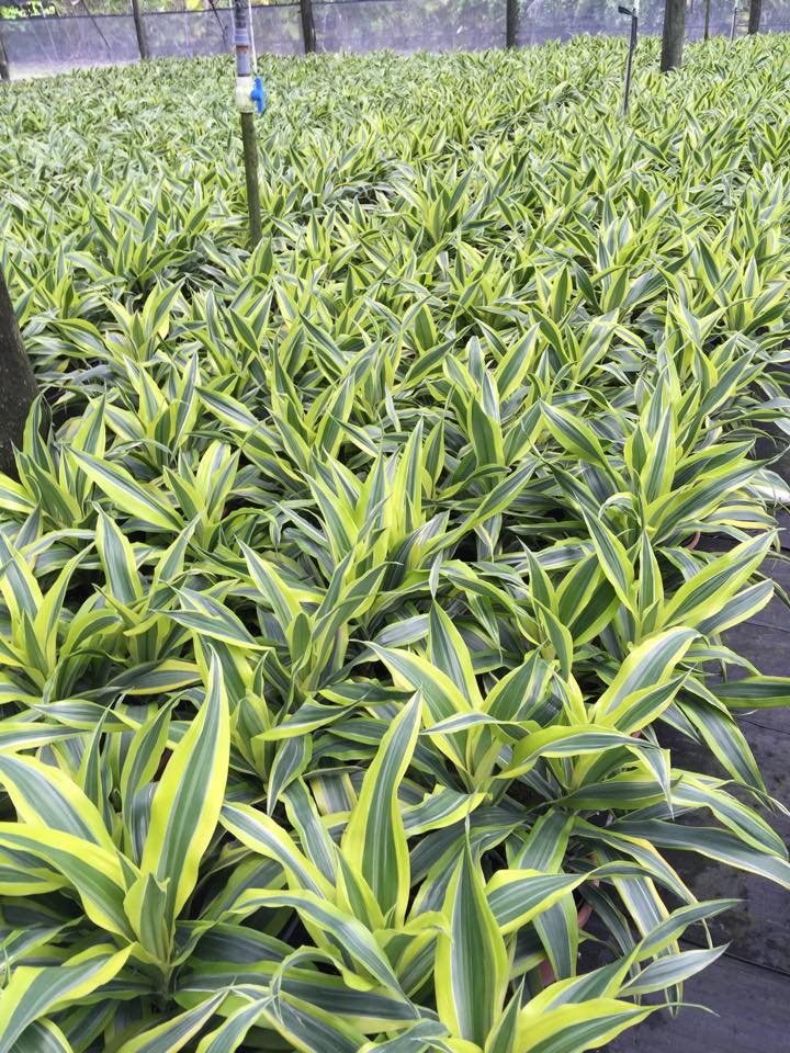 dracaena-fragrans-lemon-lime-chinese-moneytree-dragon-tree-dracaena-deremensis-lemon-lime