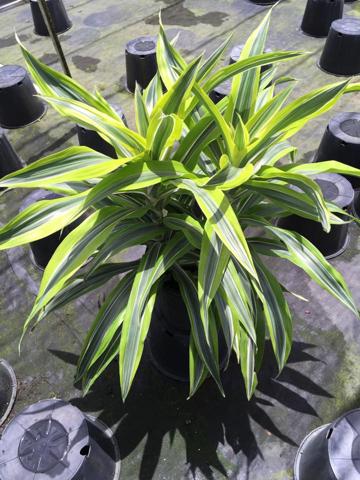dracaena-fragrans-lemon-lime-chinese-moneytree-dragon-tree-dracaena-deremensis-lemon-lime