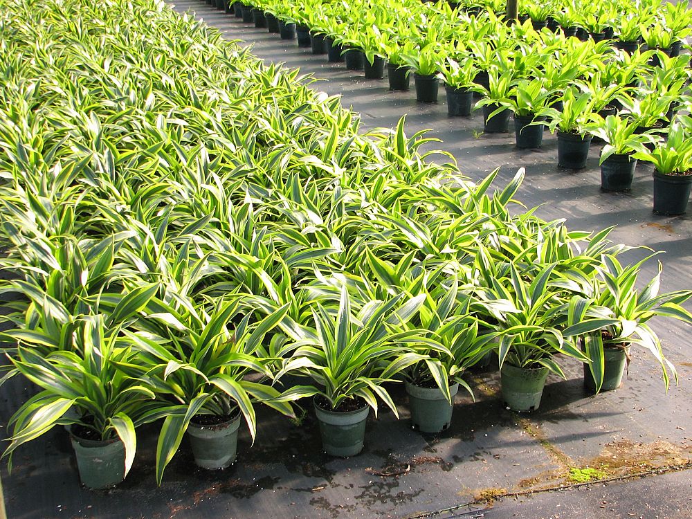 dracaena-fragrans-lemon-lime-chinese-moneytree-dragon-tree-dracaena-deremensis-lemon-lime