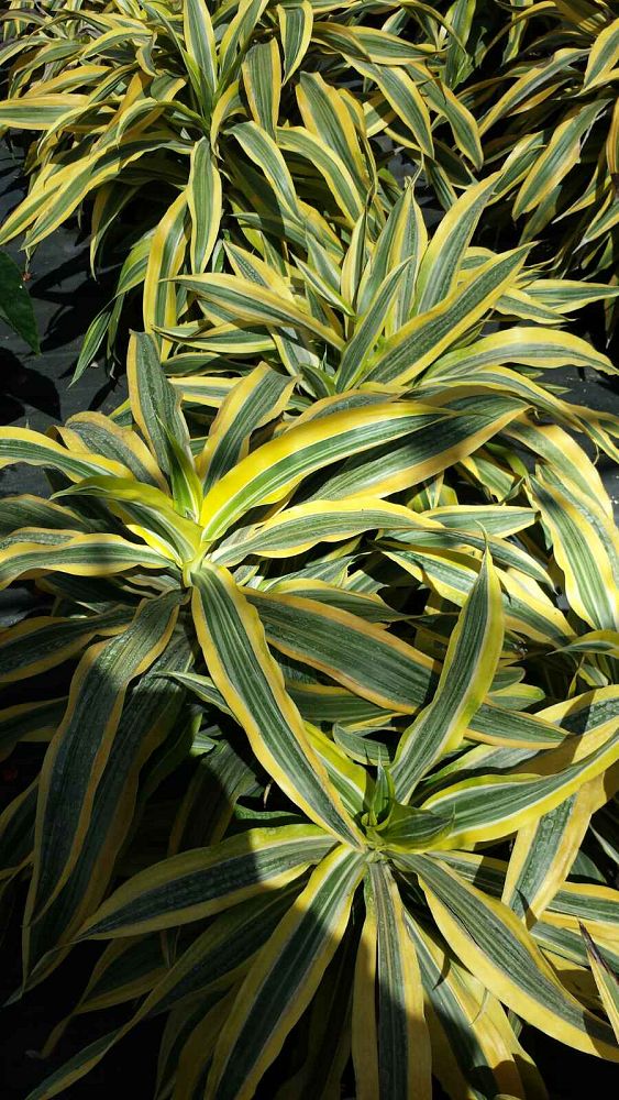 dracaena-fragrans-lemon-lime-chinese-moneytree-dragon-tree-dracaena-deremensis-lemon-lime