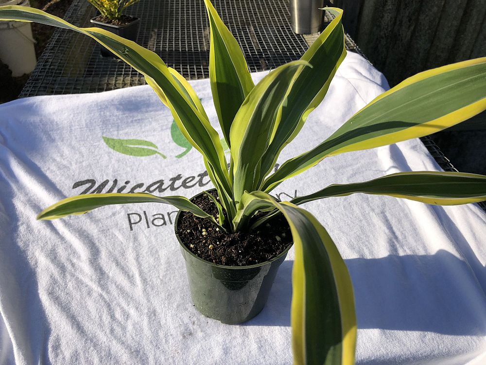 dracaena-fragrans-lemon-lime-chinese-moneytree-dragon-tree-dracaena-deremensis-lemon-lime