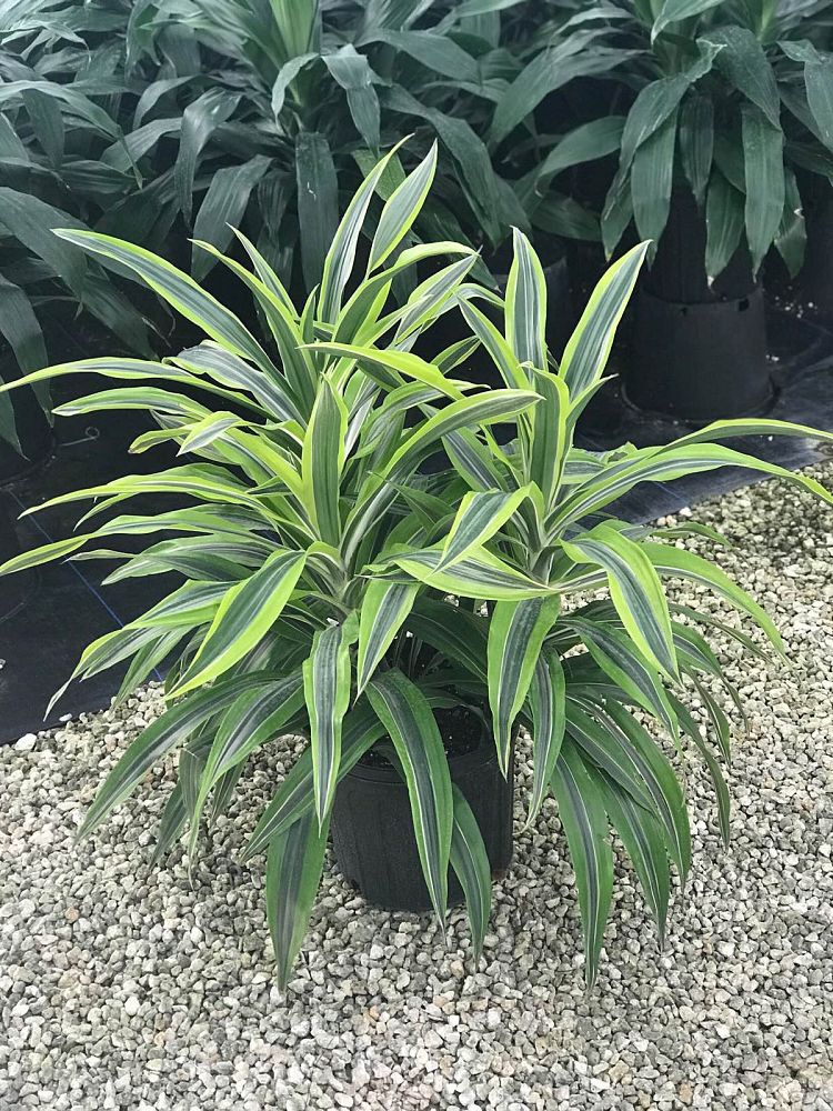 dracaena-fragrans-lemon-lime-chinese-moneytree-dragon-tree-dracaena-deremensis-lemon-lime