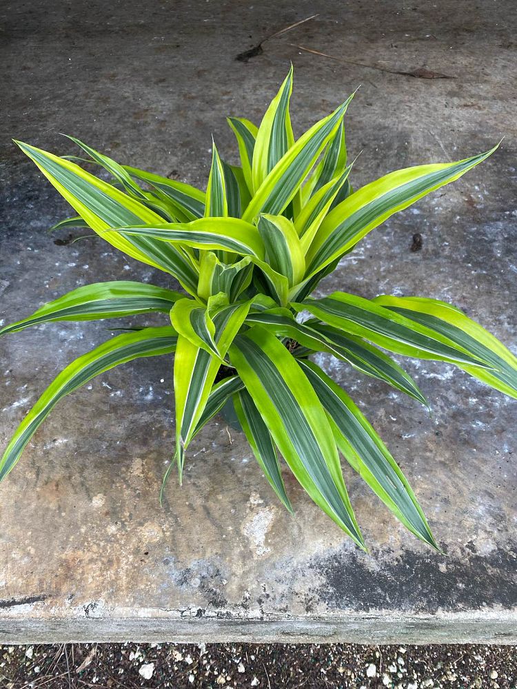 dracaena-fragrans-lemon-lime-chinese-moneytree-dragon-tree-dracaena-deremensis-lemon-lime