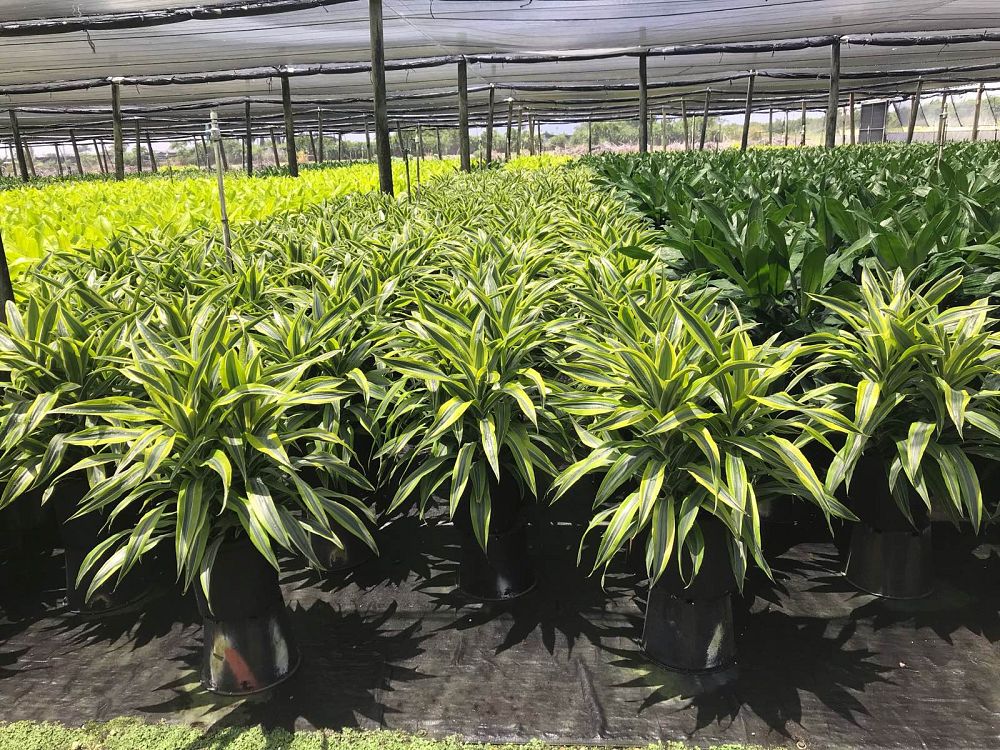 dracaena-fragrans-lemon-lime-chinese-moneytree-dragon-tree-dracaena-deremensis-lemon-lime
