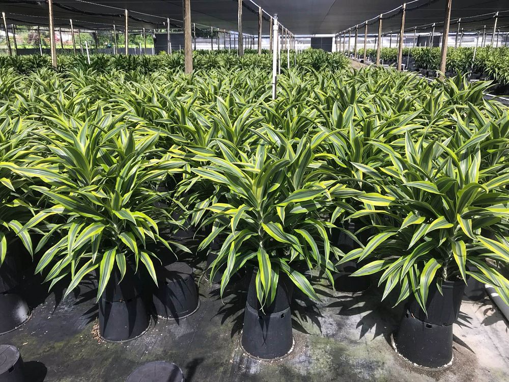 dracaena-fragrans-lemon-lime-chinese-moneytree-dragon-tree-dracaena-deremensis-lemon-lime