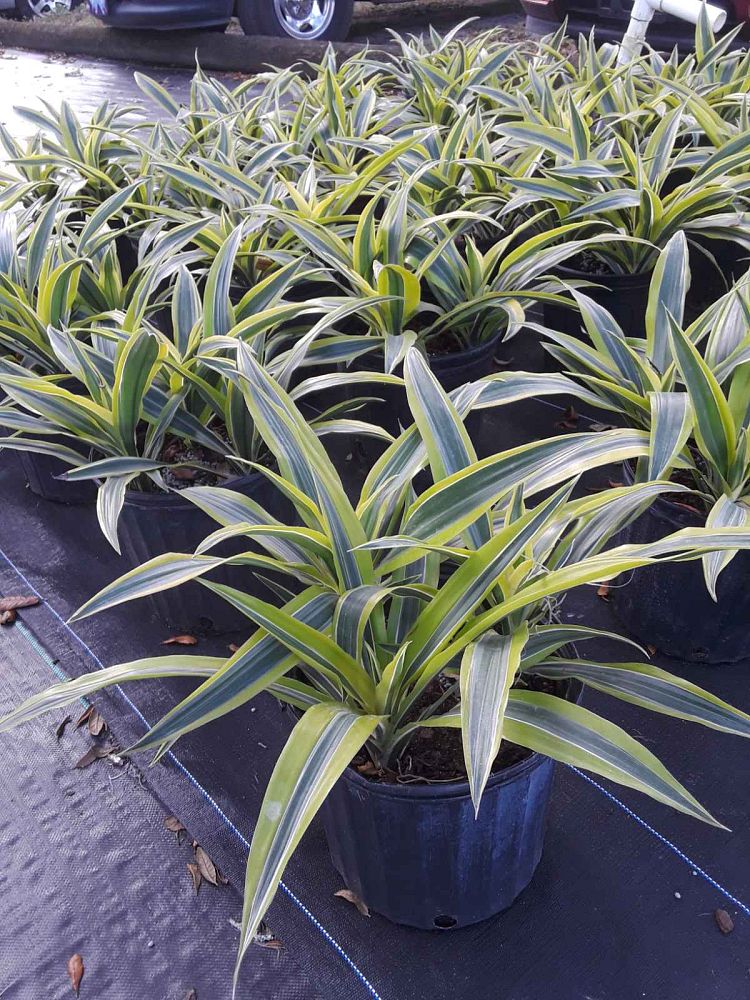 dracaena-fragrans-lemon-lime-chinese-moneytree-dragon-tree-dracaena-deremensis-lemon-lime