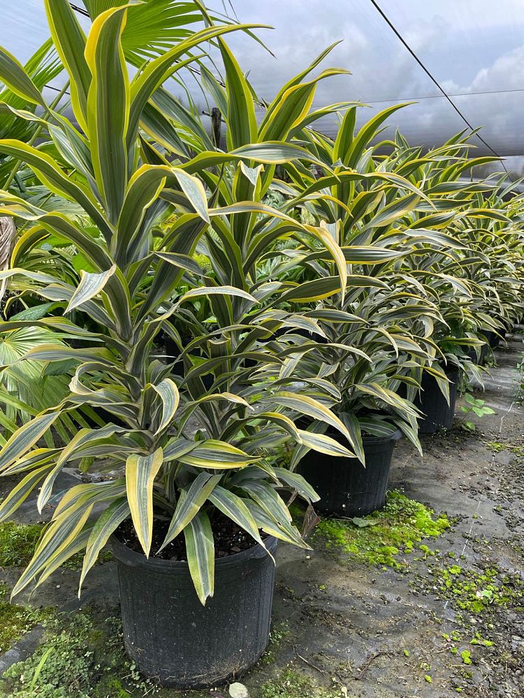 dracaena-fragrans-lemon-lime-chinese-moneytree-dragon-tree-dracaena-deremensis-lemon-lime