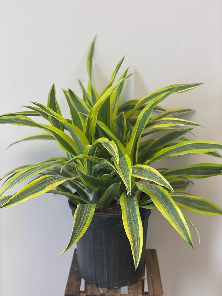 dracaena-fragrans-lemon-lime-chinese-moneytree-dragon-tree-dracaena-deremensis-lemon-lime