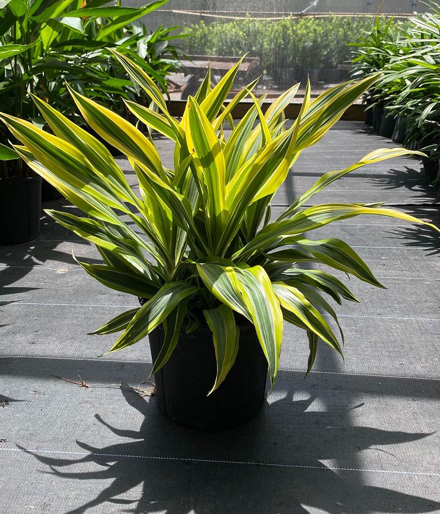 dracaena-fragrans-lemon-lime-chinese-moneytree-dragon-tree-dracaena-deremensis-lemon-lime
