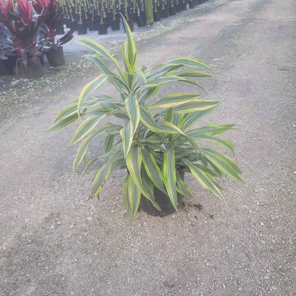 dracaena-fragrans-lemon-lime-chinese-moneytree-dragon-tree-dracaena-deremensis-lemon-lime