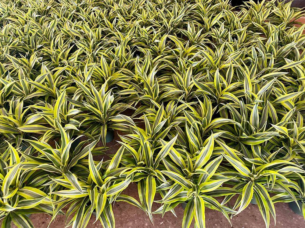 dracaena-fragrans-lemon-lime-chinese-moneytree-dragon-tree-dracaena-deremensis-lemon-lime