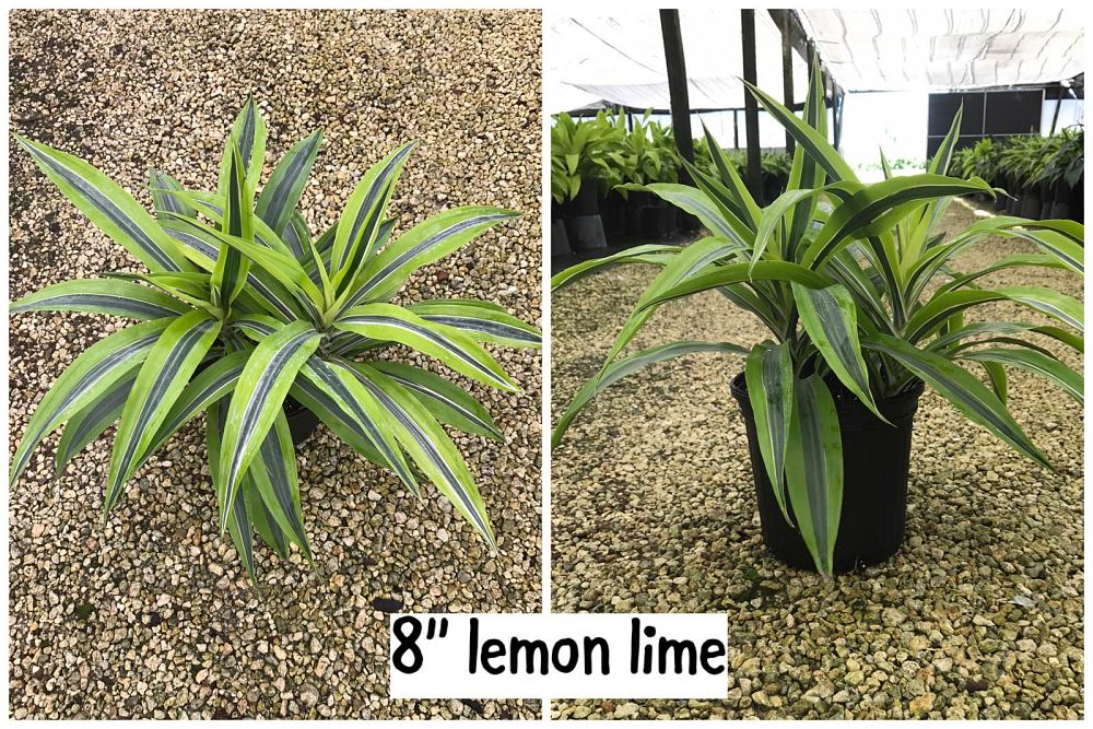 dracaena-fragrans-lemon-lime-chinese-moneytree-dragon-tree-dracaena-deremensis-lemon-lime