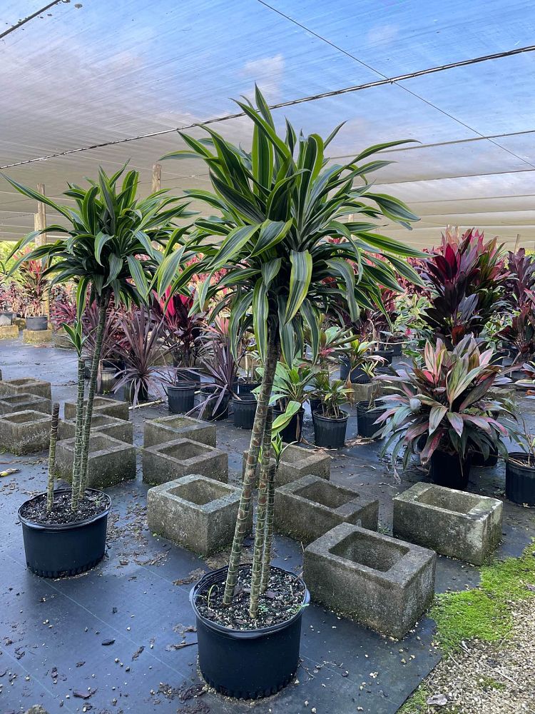 dracaena-fragrans-lemon-lime-chinese-moneytree-dragon-tree-dracaena-deremensis-lemon-lime