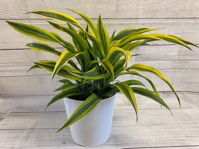 dracaena-fragrans-lemon-lime-chinese-moneytree-dragon-tree-dracaena-deremensis-lemon-lime