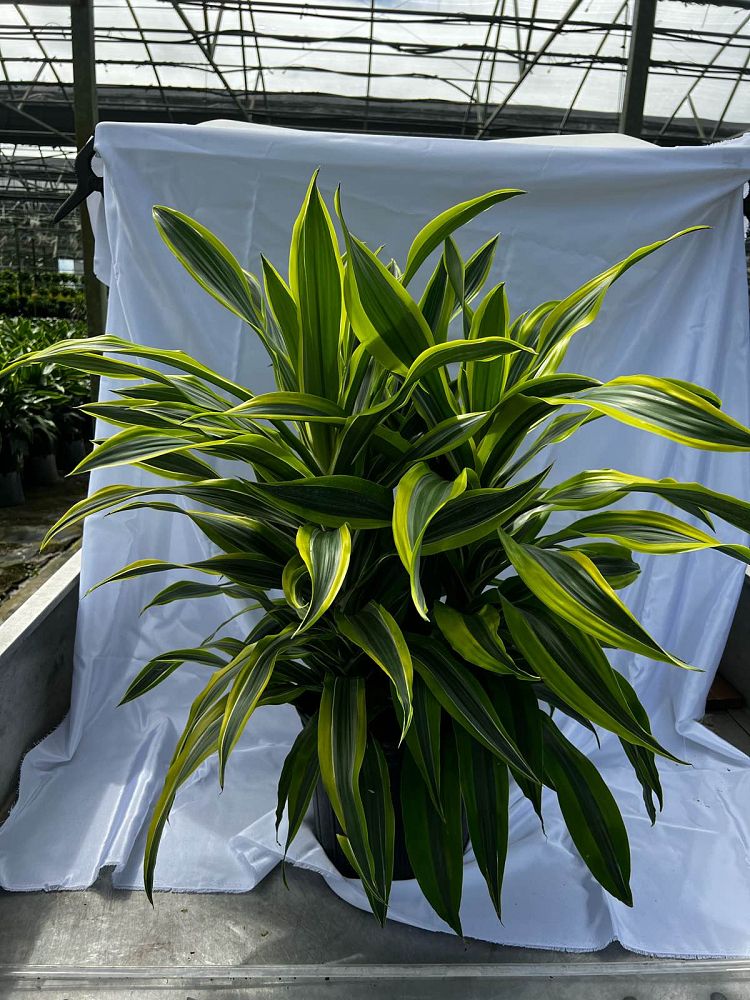 dracaena-fragrans-lemon-lime-chinese-moneytree-dragon-tree-dracaena-deremensis-lemon-lime