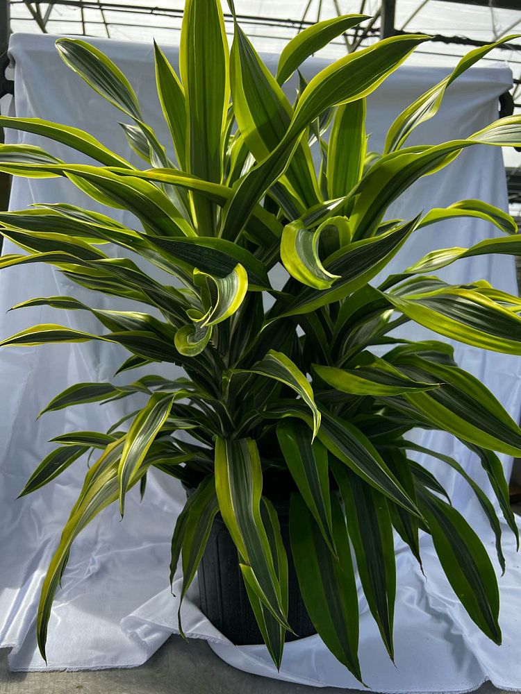 dracaena-fragrans-lemon-lime-chinese-moneytree-dragon-tree-dracaena-deremensis-lemon-lime