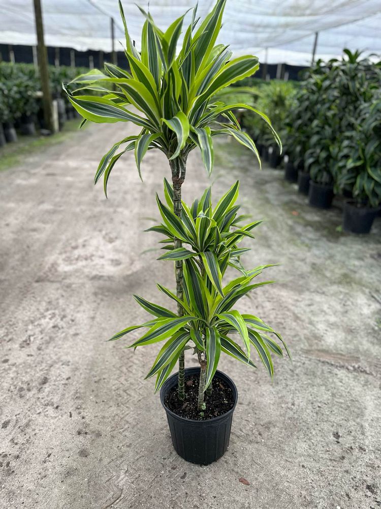 dracaena-fragrans-lemon-lime-chinese-moneytree-dragon-tree-dracaena-deremensis-lemon-lime