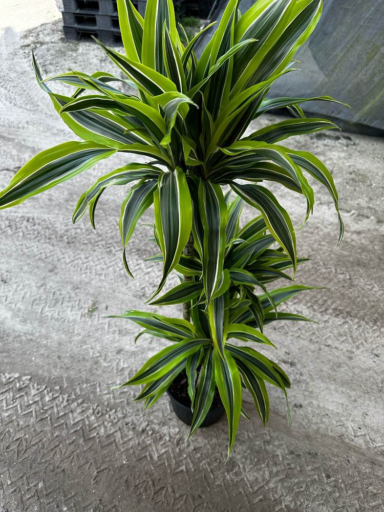 dracaena-fragrans-lemon-lime-chinese-moneytree-dragon-tree-dracaena-deremensis-lemon-lime