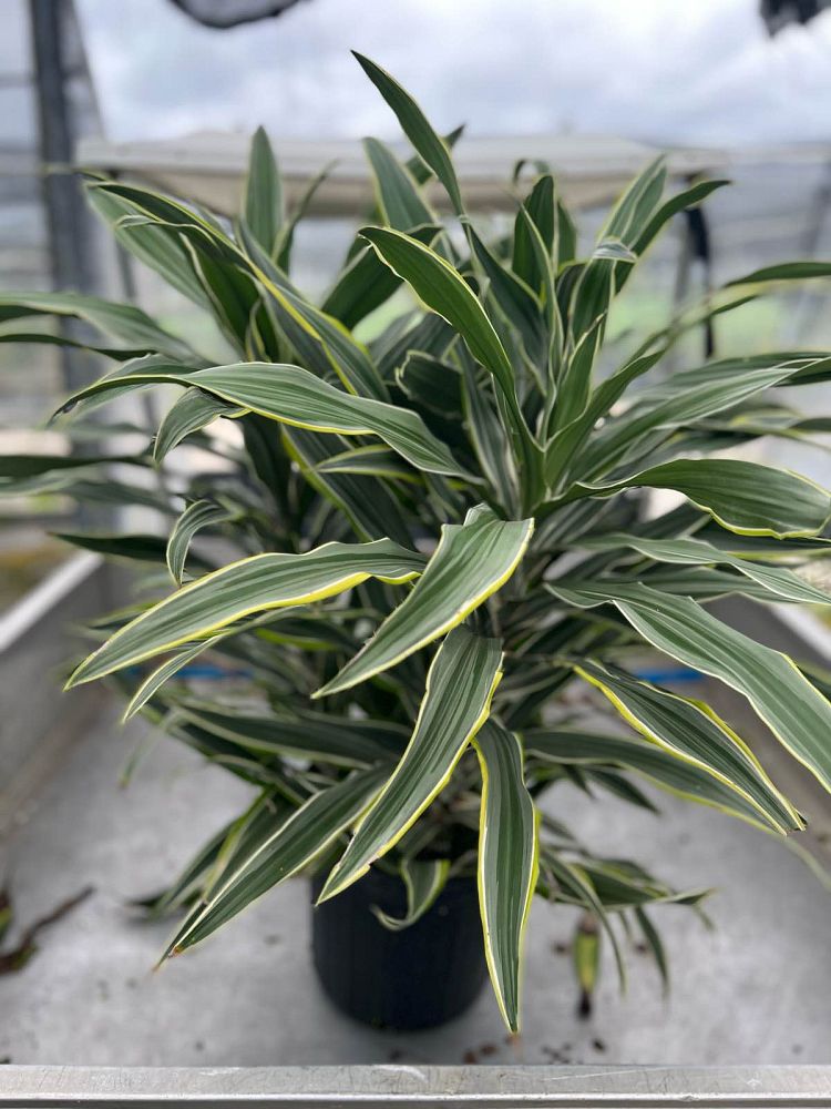 dracaena-fragrans-lemon-lime-chinese-moneytree-dragon-tree-dracaena-deremensis-lemon-lime