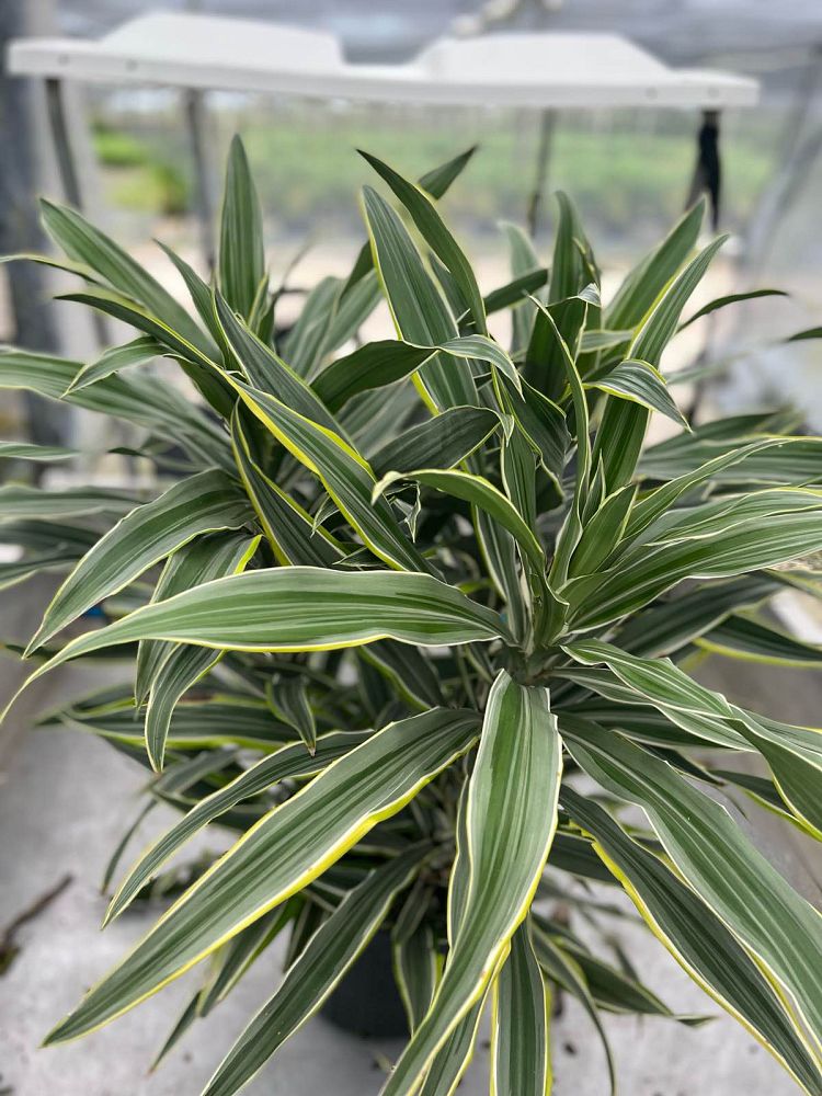 dracaena-fragrans-lemon-lime-chinese-moneytree-dragon-tree-dracaena-deremensis-lemon-lime