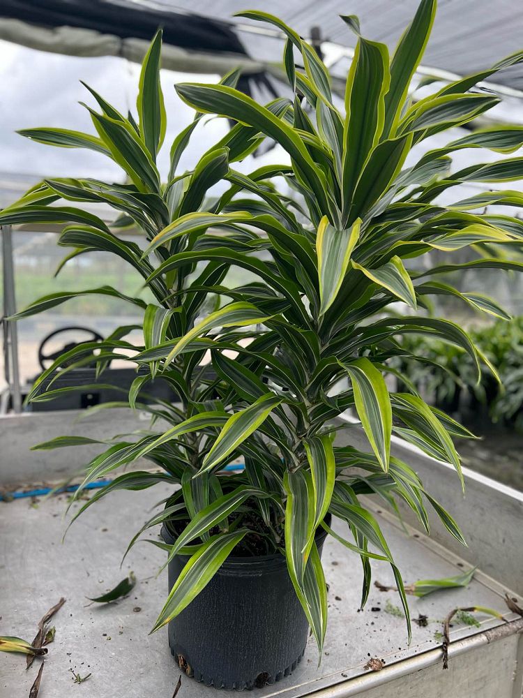 dracaena-fragrans-lemon-lime-chinese-moneytree-dragon-tree-dracaena-deremensis-lemon-lime