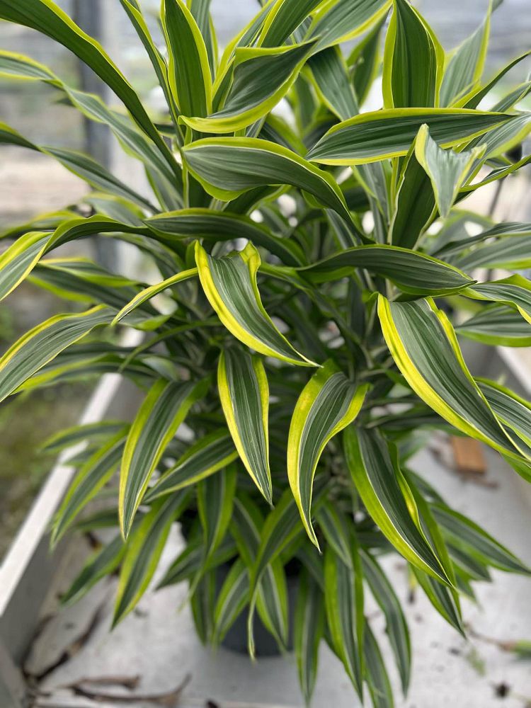 dracaena-fragrans-lemon-lime-chinese-moneytree-dragon-tree-dracaena-deremensis-lemon-lime