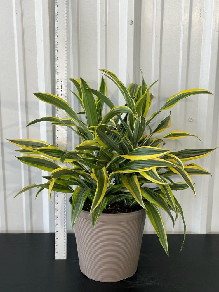 dracaena-fragrans-lemon-lime-chinese-moneytree-dragon-tree-dracaena-deremensis-lemon-lime