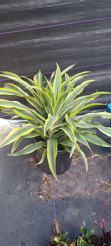 dracaena-fragrans-lemon-lime-chinese-moneytree-dragon-tree-dracaena-deremensis-lemon-lime