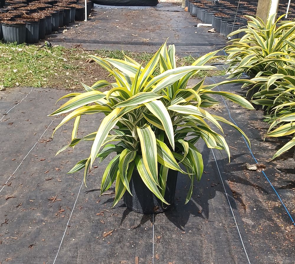 dracaena-fragrans-lemon-lime-chinese-moneytree-dragon-tree-dracaena-deremensis-lemon-lime