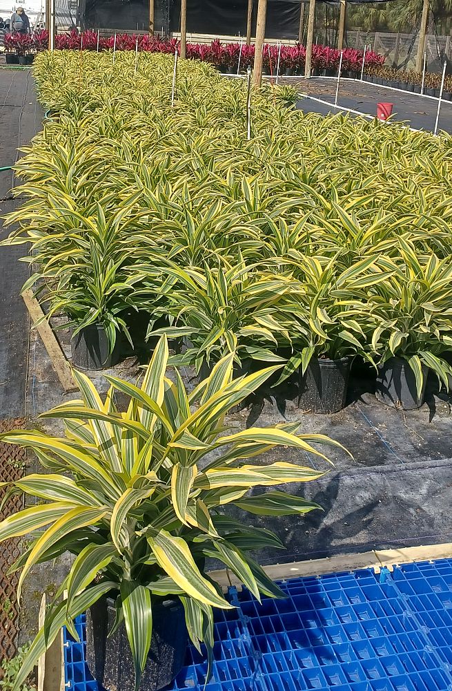 dracaena-fragrans-lemon-lime-chinese-moneytree-dragon-tree-dracaena-deremensis-lemon-lime